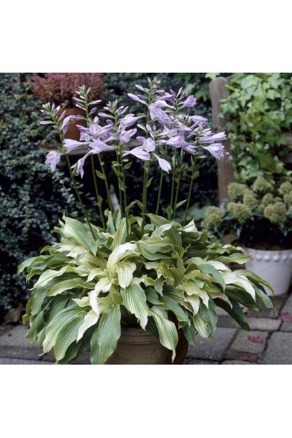 Хоста Вайт Фезер квіти